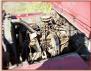 1942 Ford GPW WW II 4X4 Universal Jeep left front motor view